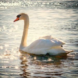 Swan emotional health